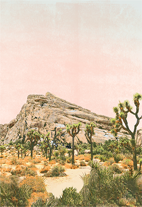 JOSHUA TREE ~ COMING SOON